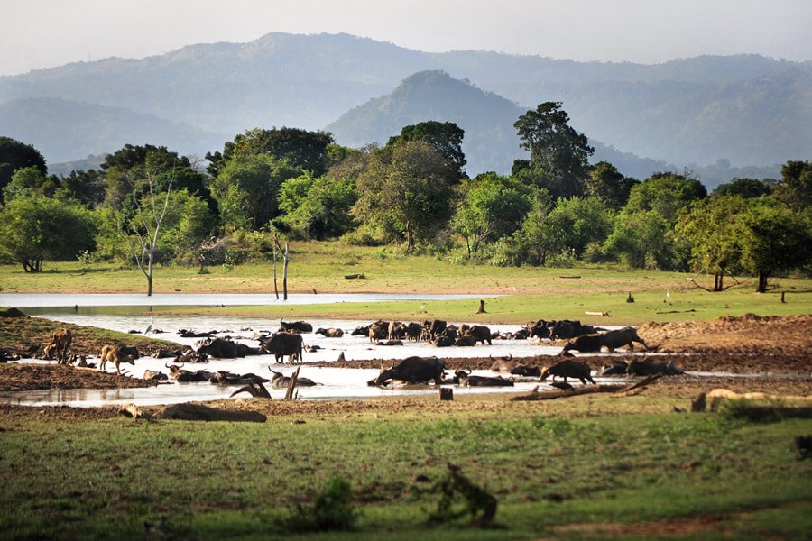 Udawalawe National Park